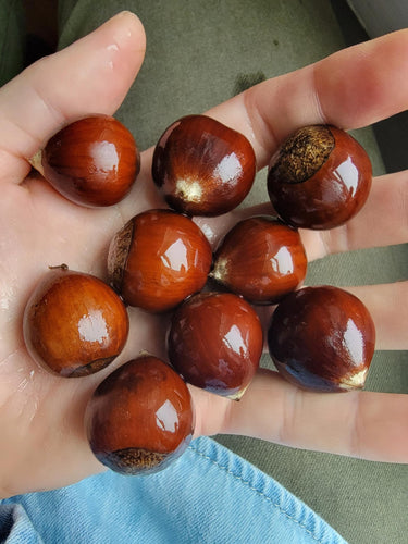 Castanea henryi Hybrid Seed (Timber-type Chinese Chinquapin hybrids) 20 seeds per lot